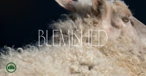 Close-up of a sheep's face, representing the blemished sacrifice in Malachi 1